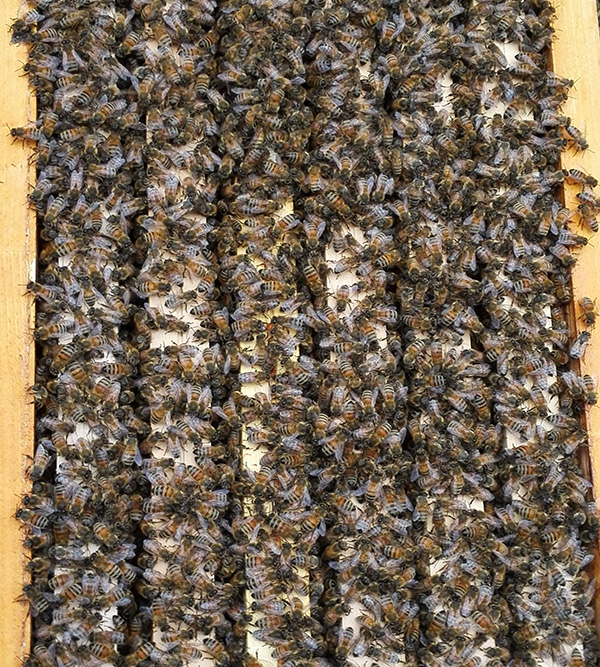 essaim abeilles noire vue de dessus sur une ruche ouverte