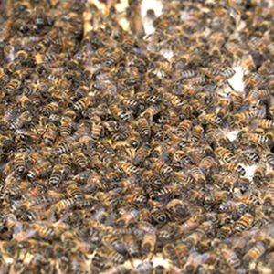 gros plan sur abeilles d'une ruche ouverte