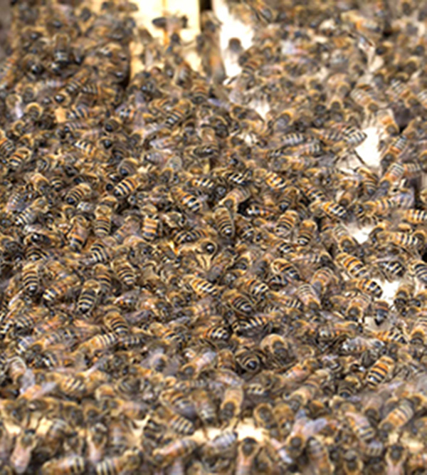 essaim abeilles buckfast gros plan sur abeilles d'une ruche ouverte