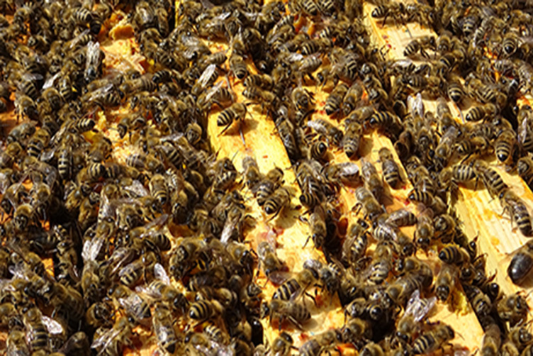 essaim d'abeilles sur cadres